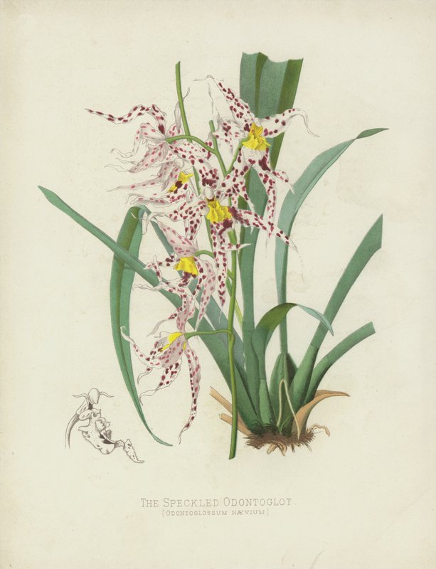 The Speckled Odontoglot by English School