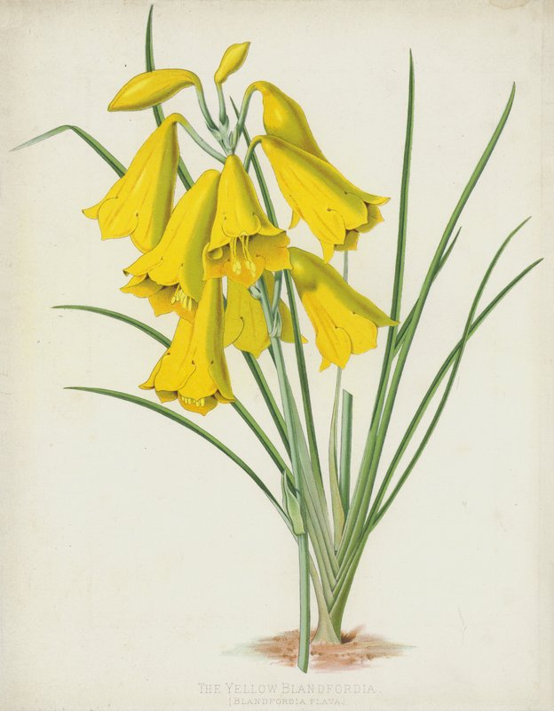 The Yellow Blandfordia by English School