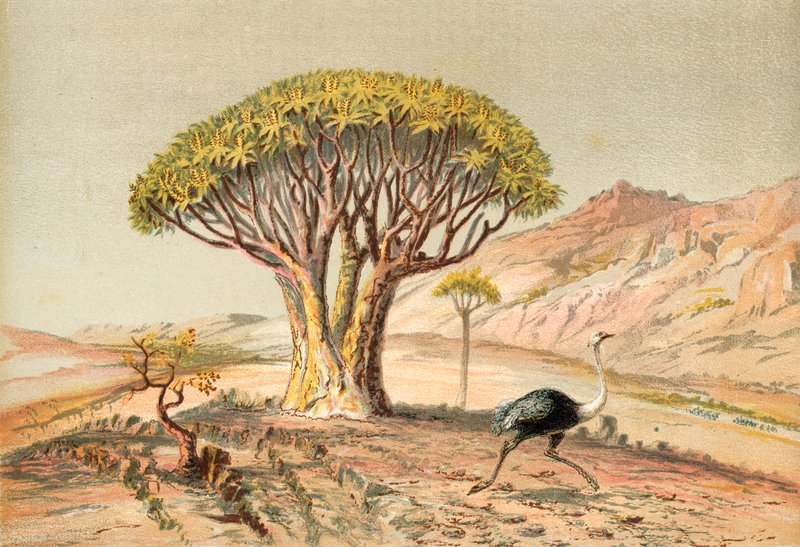 The Great Trees: Aloe of Damaraland, South West Africa by English School