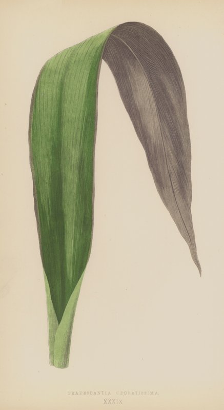 Tradescantia Odoratissima by English School