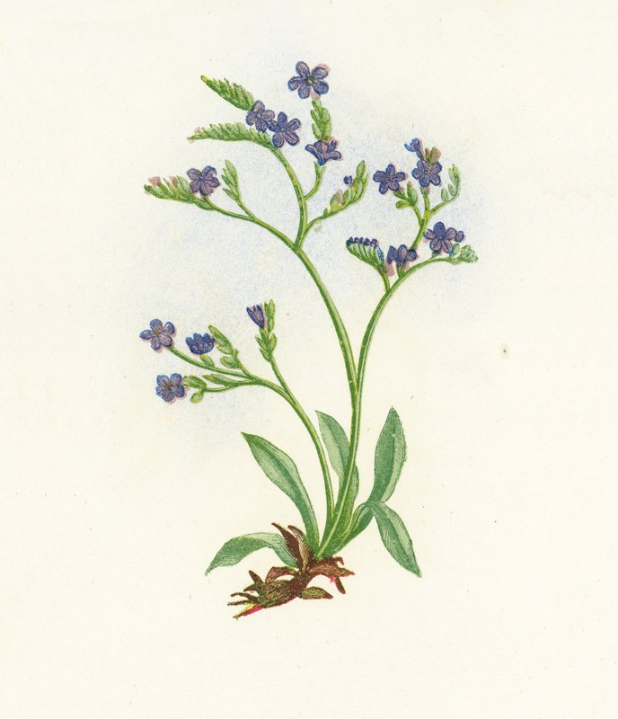 Upright Spiked Sea-Lavender, Statice Binervosa by English School