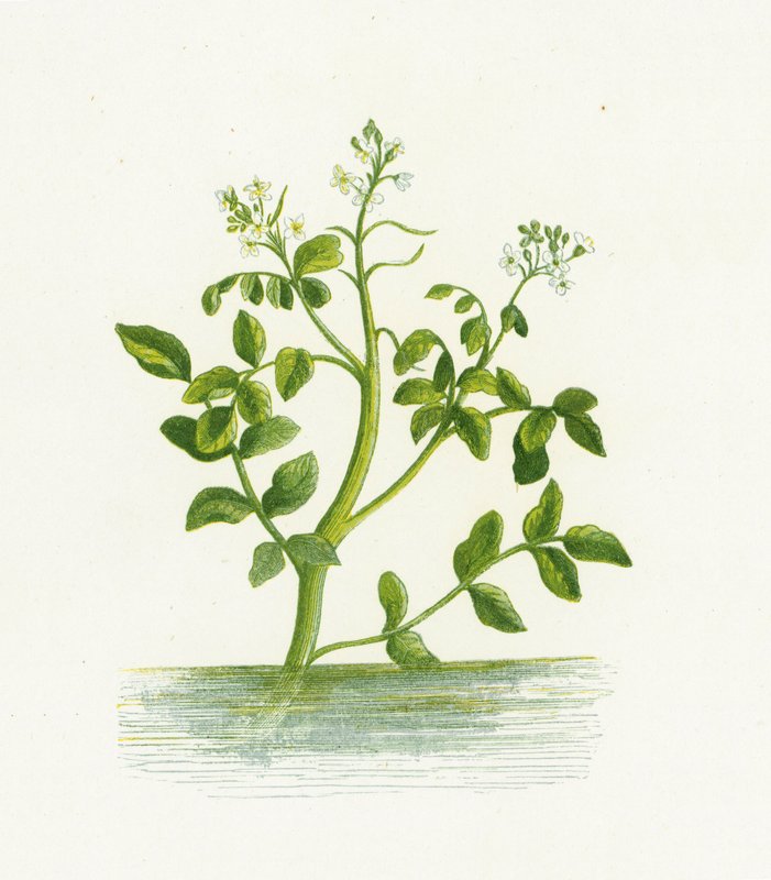 Water-Cress by English School