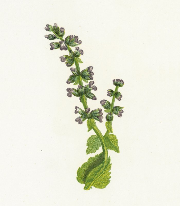 Wild English Clary, or Sage by English School