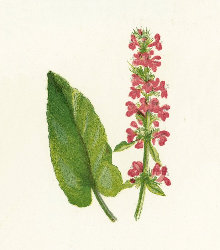 Wood Betony, Betonica Officinalis by English School