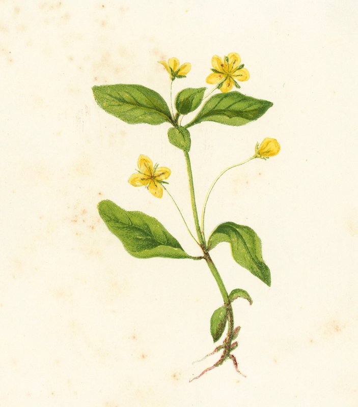 Wood Loosestrife, Lysimachia Nemorum by English School