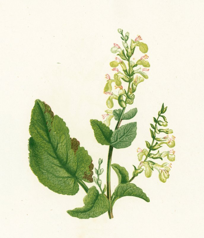 Wood Sage, Teucrium Scorodonia by English School