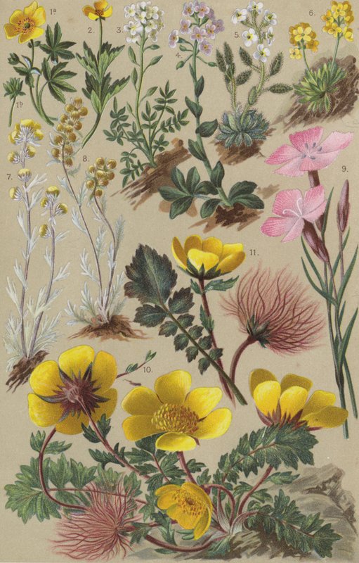 Alpine flora by European School