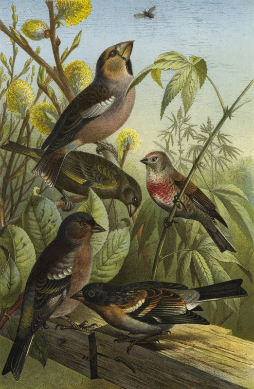 German Finches by European School