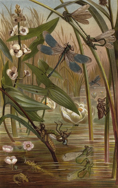 Egg-Laying Damselfly by European School