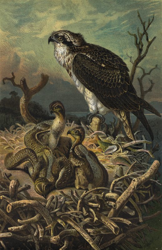 Osprey by European School
