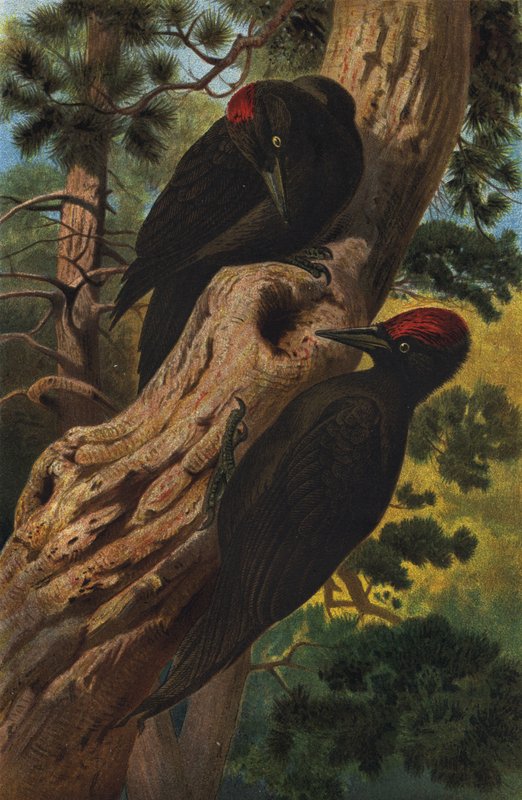 Black Woodpecker by European School