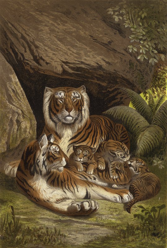 Tiger by European School