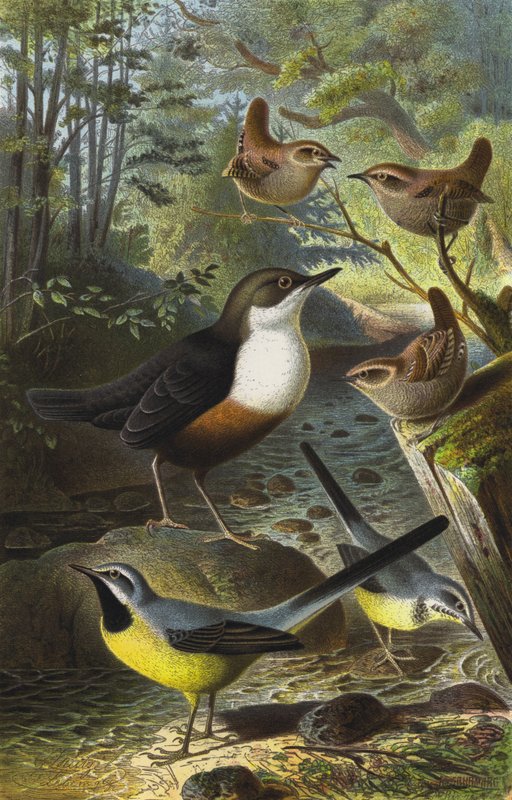 Water Ouzel, Wren, Grey Wagtail by European School