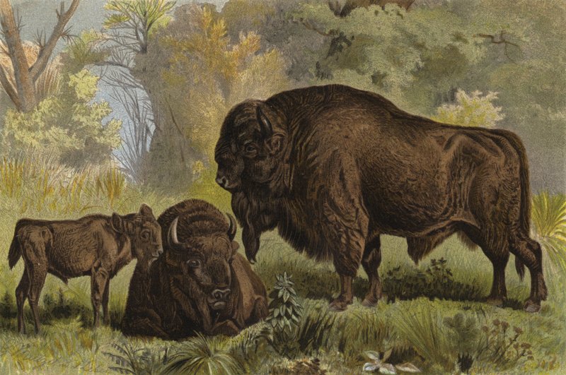 Bison by European School