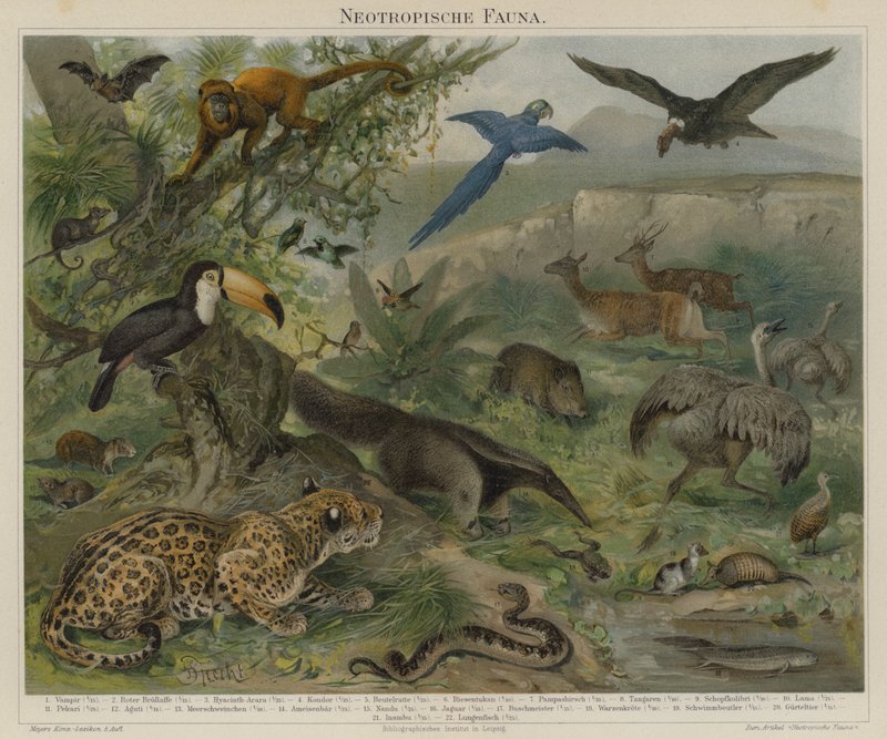 Neotropical Fauna by German School