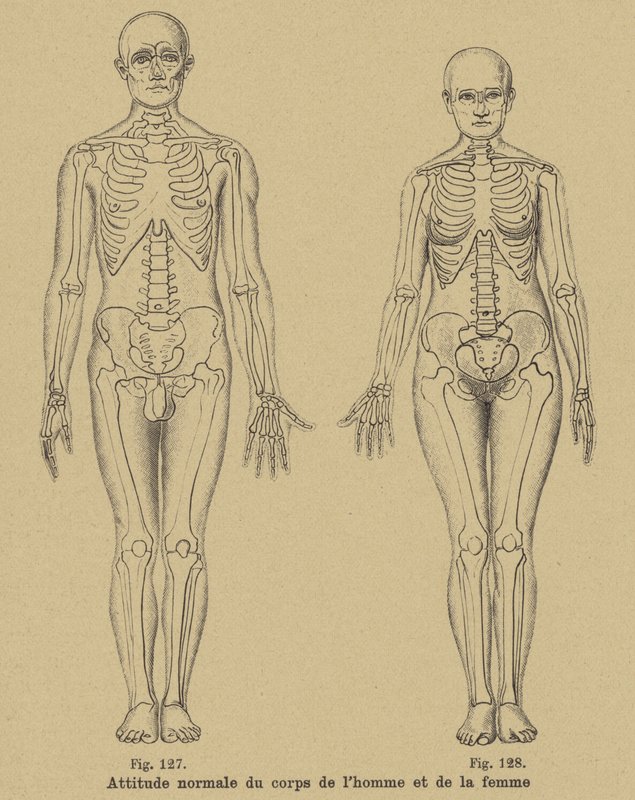 Normal posture of the body of a man and a woman by German School