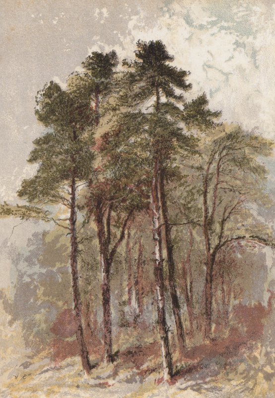Group of Fir Trees by Aaron Edwin Penley