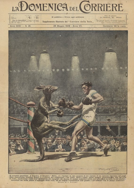 The boxing kangaroo by Achille Beltrame