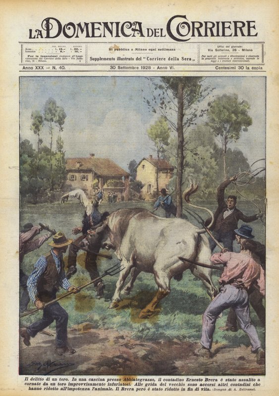 The Crime of a Bull by Achille Beltrame
