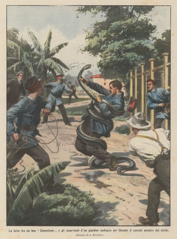 The fight between a boa constrictor and the attendants of a zoo to free the keeper by Achille Beltrame
