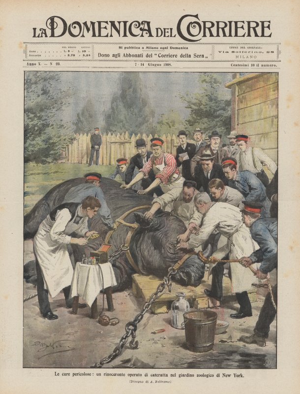 Dangerous treatments, a rhinoceros operated on for cataracts in the New York zoo by Achille Beltrame