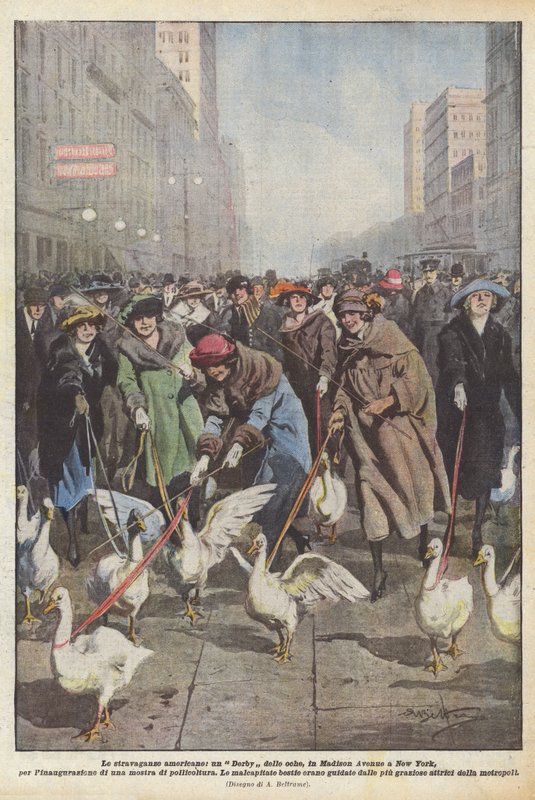 American extravagances, a goose derby on Madison Avenue in New York, for the inauguration by Achille Beltrame