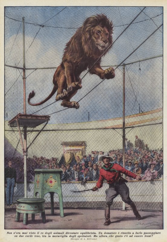 Never Seen the King of Animals Become a Tightrope Walker by Achille Beltrame