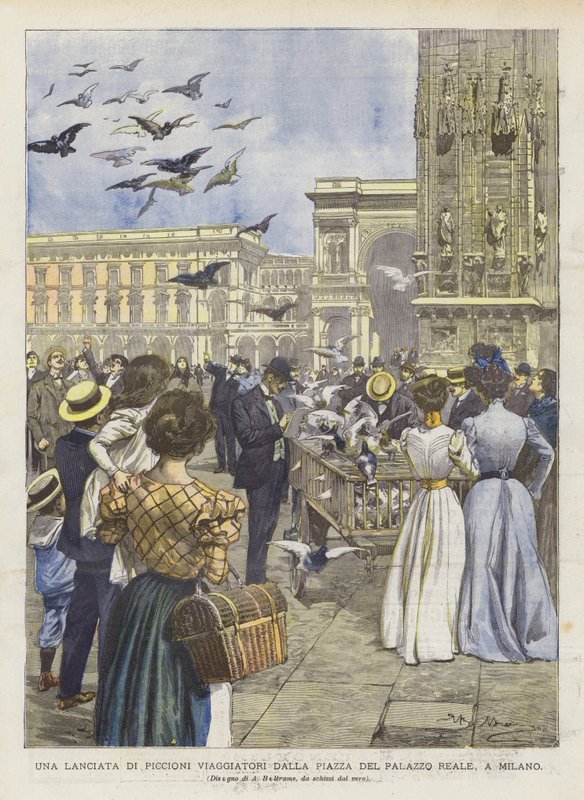 A Release of Homing Pigeons from the Royal Palace Square, in Milan by Achille Beltrame