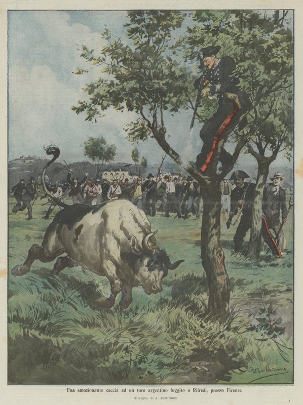 An exciting hunt for an escaped Argentine bull in Rifredi, near Florence by Achille Beltrame
