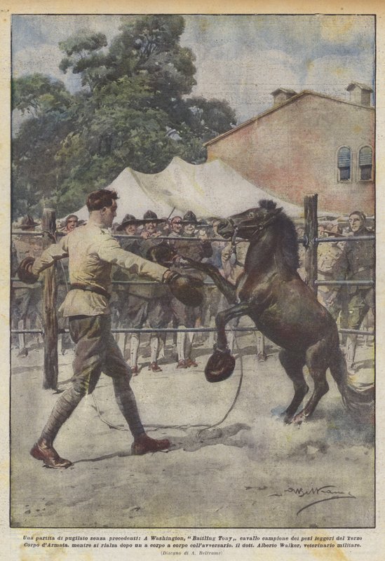 An unprecedented boxing match, in Washington, Battling Tony horse champion of weights by Achille Beltrame