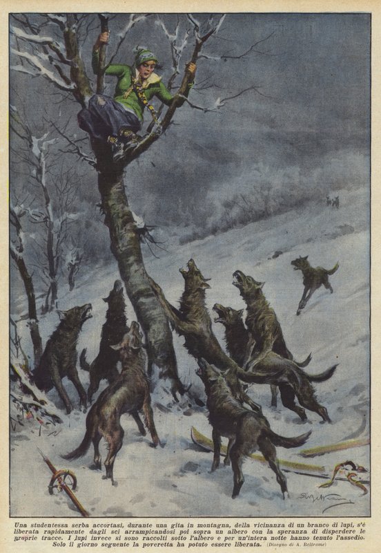 A Serbian Student Noticed, During a Mountain Trip, the Proximity of a Pack by Achille Beltrame
