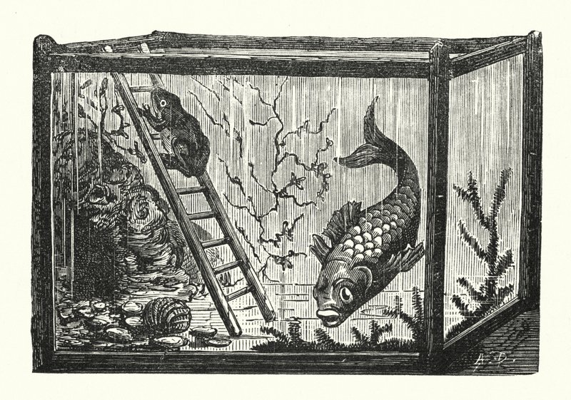 Fish and frog in a fish tank by Albert Robida