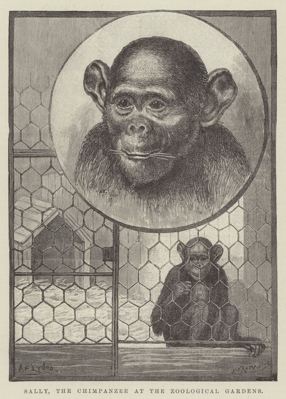 Sally, the Chimpanzee at the Zoological Gardens by Alexander Francis Lydon