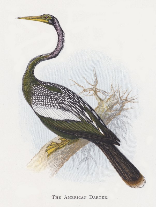 The American Darter by Alexander Francis Lydon