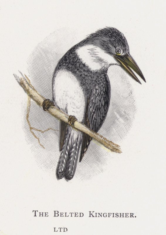 The Belted Kingfisher by Alexander Francis Lydon