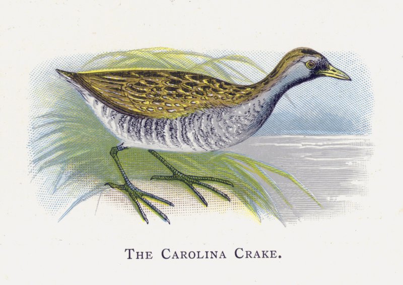 The Carolina Crake by Alexander Francis Lydon
