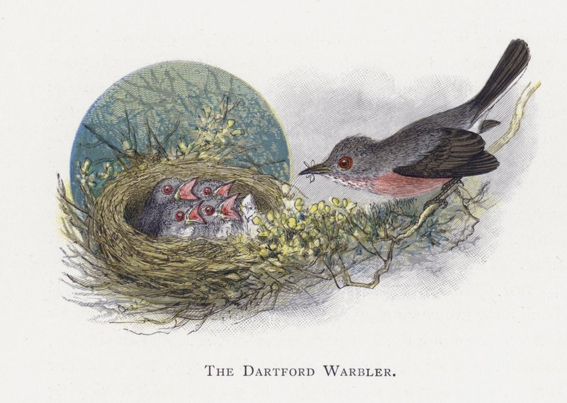 The Dartford Warbler by Alexander Francis Lydon