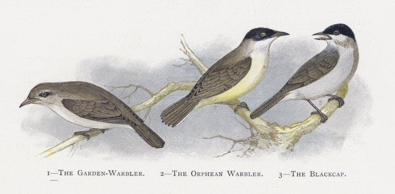The Garden-Warbler, The Orphean Warbler, The Blackcap by Alexander Francis Lydon