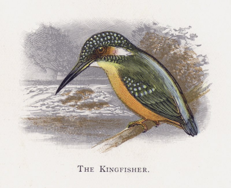 The Kingfisher by Alexander Francis Lydon