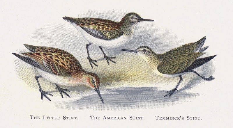 The Little Stint, The American Stint, Temmincks Stint by Alexander Francis Lydon