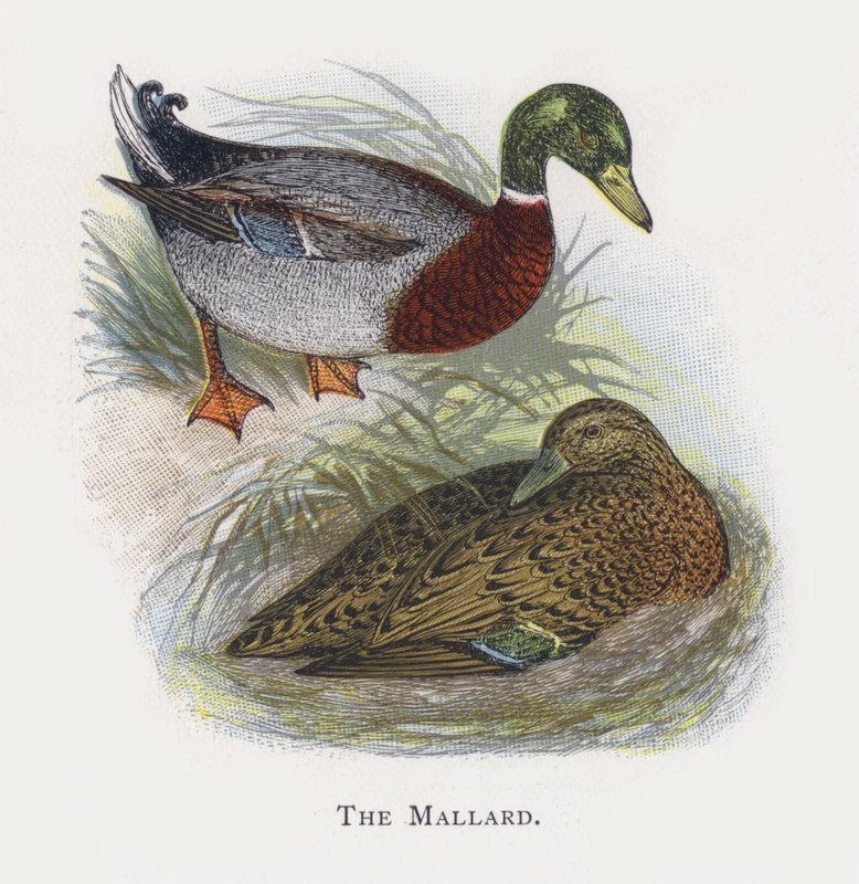 The Mallard by Alexander Francis Lydon