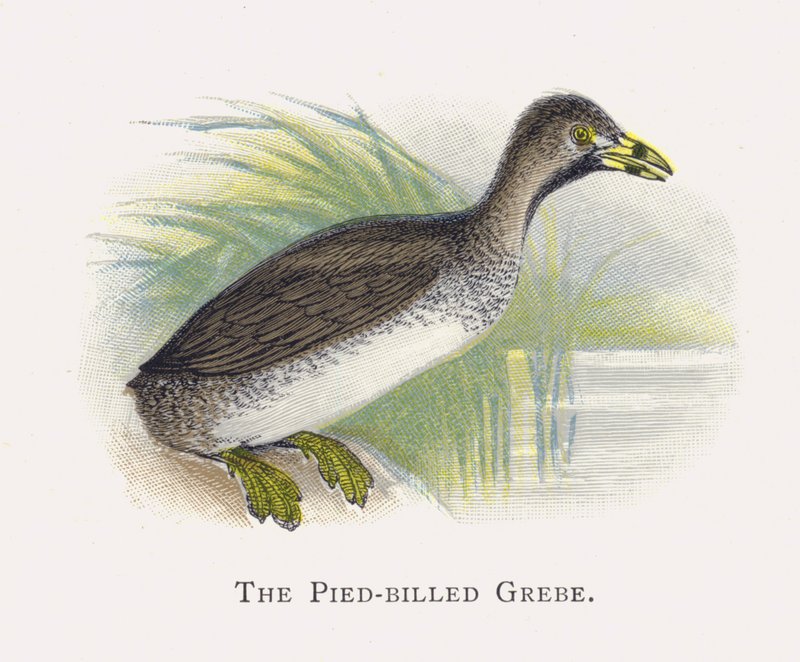 The Pied-billed Grebe by Alexander Francis Lydon