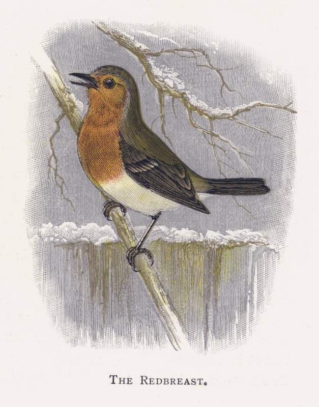 The Redbreast by Alexander Francis Lydon