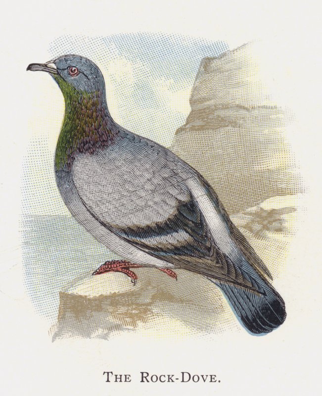 The Rock-Dove by Alexander Francis Lydon