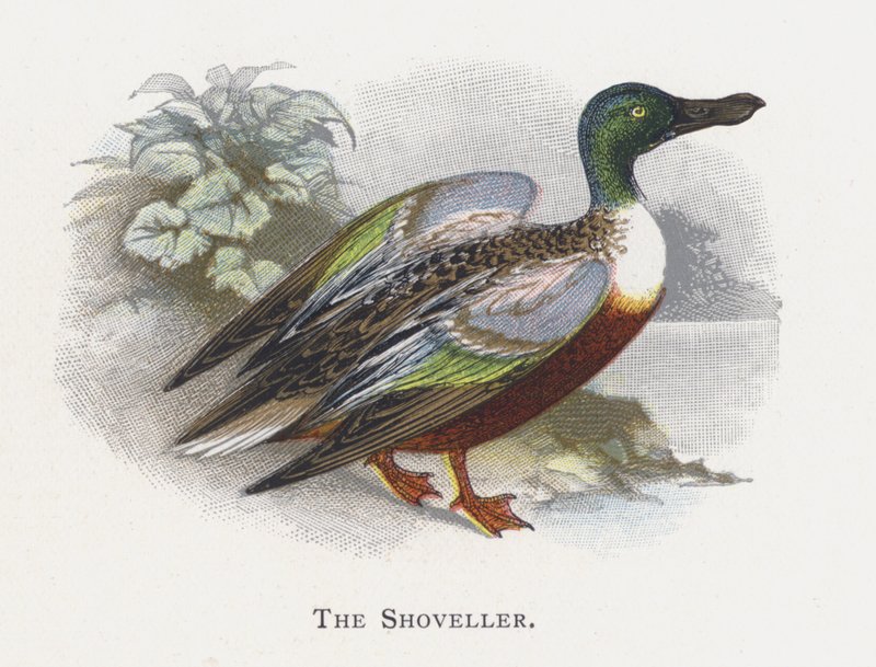 The Shoveller by Alexander Francis Lydon