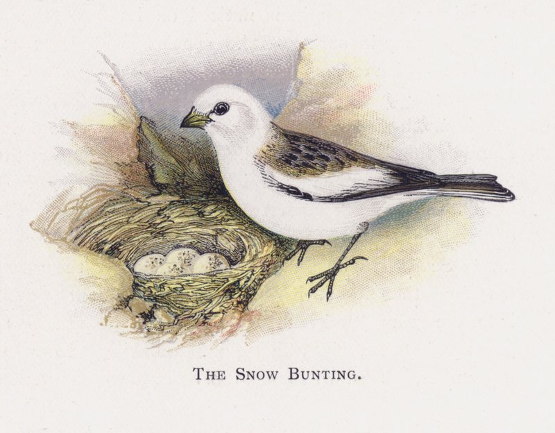 The Snow Bunting by Alexander Francis Lydon