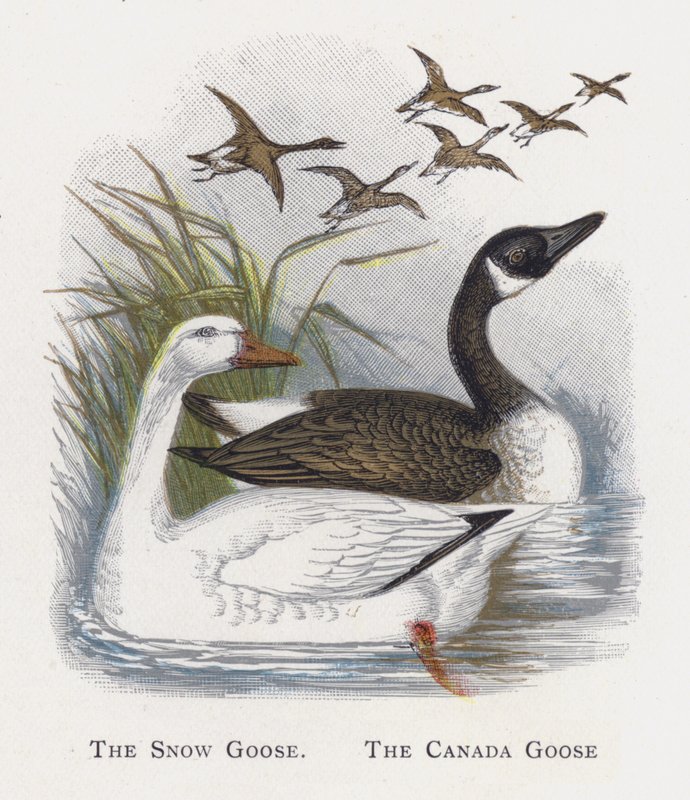 The Snow Goose, The Canada Goose by Alexander Francis Lydon