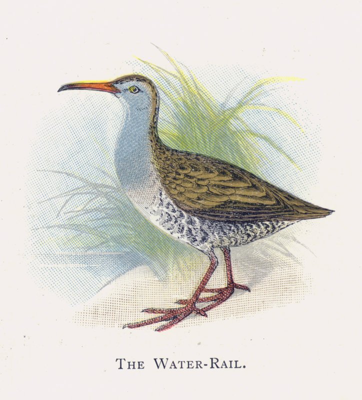 The Water-Rail by Alexander Francis Lydon
