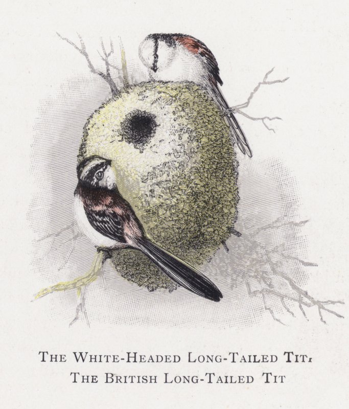 The White-Headed Long-Tailed Tit, The British Long-Tailed Tit by Alexander Francis Lydon