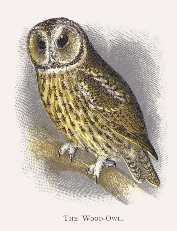 The Wood-Owl by Alexander Francis Lydon